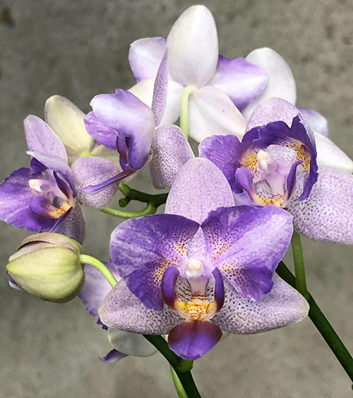 Phalaenopsis Lioulin Blue Parrot x LL Purple Beta (D1)